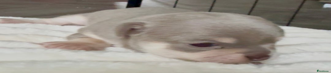 Chihuahua Puppy 5