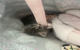 Mixed Breed cats for sale: 2 gorgeous grey kittens - Image 4