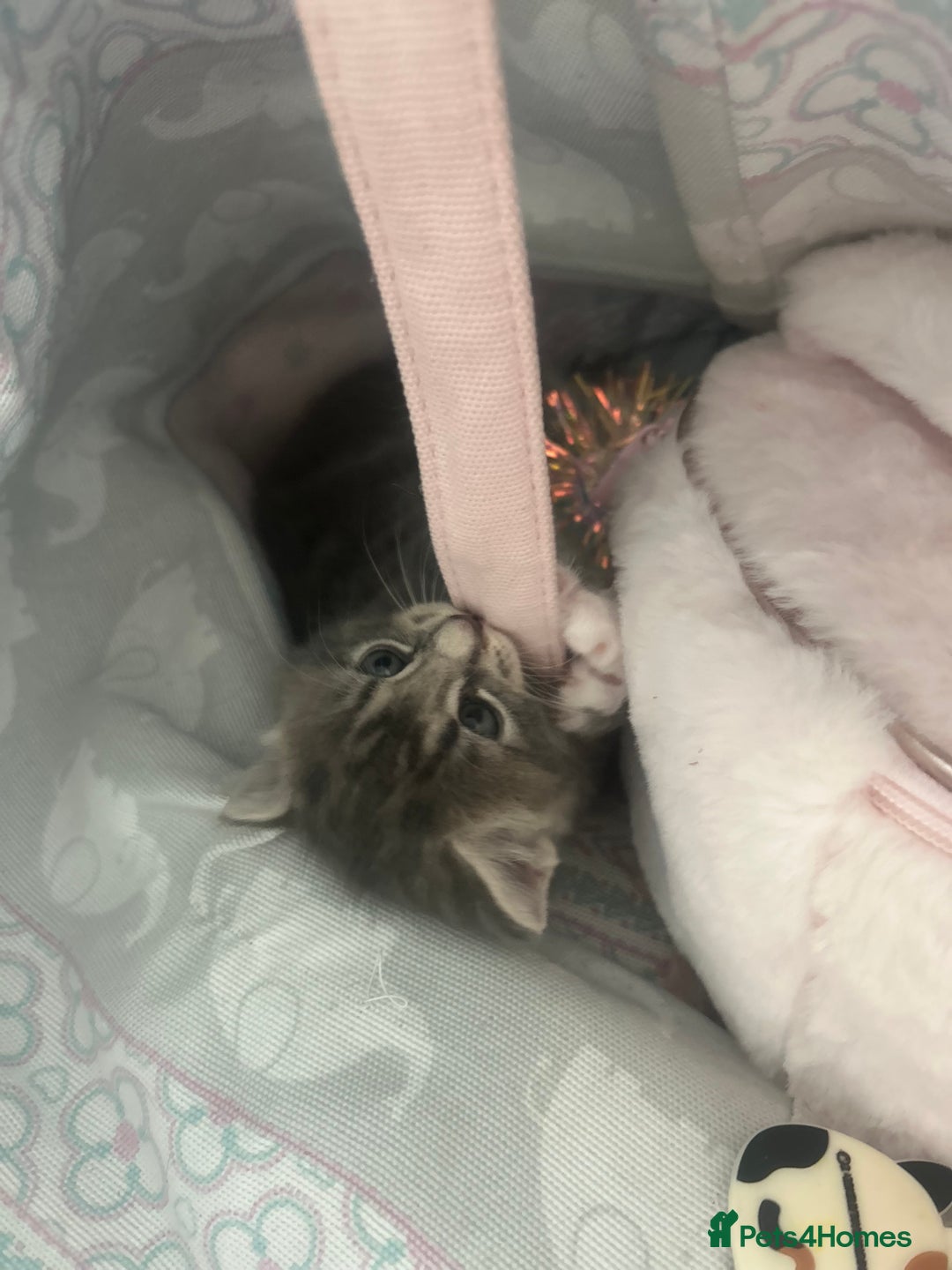 Mixed Breed cats for sale: 2 gorgeous grey kittens - Image 4
