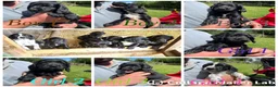 Cockerdor dogs for sale: ****GORGEOUS COCKERDOR PUPPIES**** in Tiverton - Advert 2