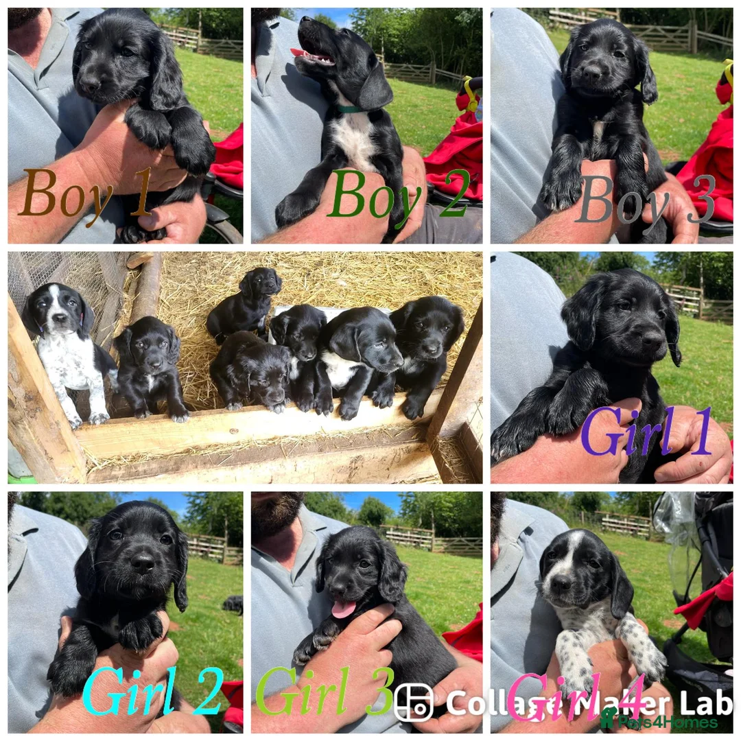 Cockerdor dogs for sale: ****GORGEOUS COCKERDOR PUPPIES**** in Tiverton - Advert 2