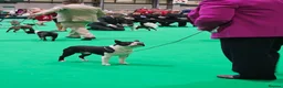 Boston Terrier dogs for stud: Canmoys Boston Coco pops Wildax Rowendale at Stud - Advert 2