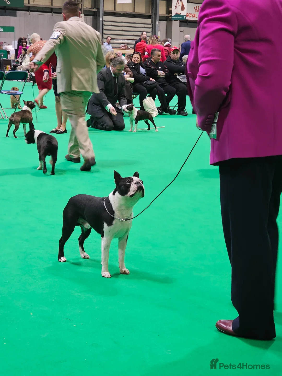 Boston Terrier dogs for stud: Canmoys Boston Coco pops Wildax Rowendale at Stud - Advert 2