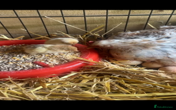 Chickens poultry for sale: Pekin bantam growers  - Image 2