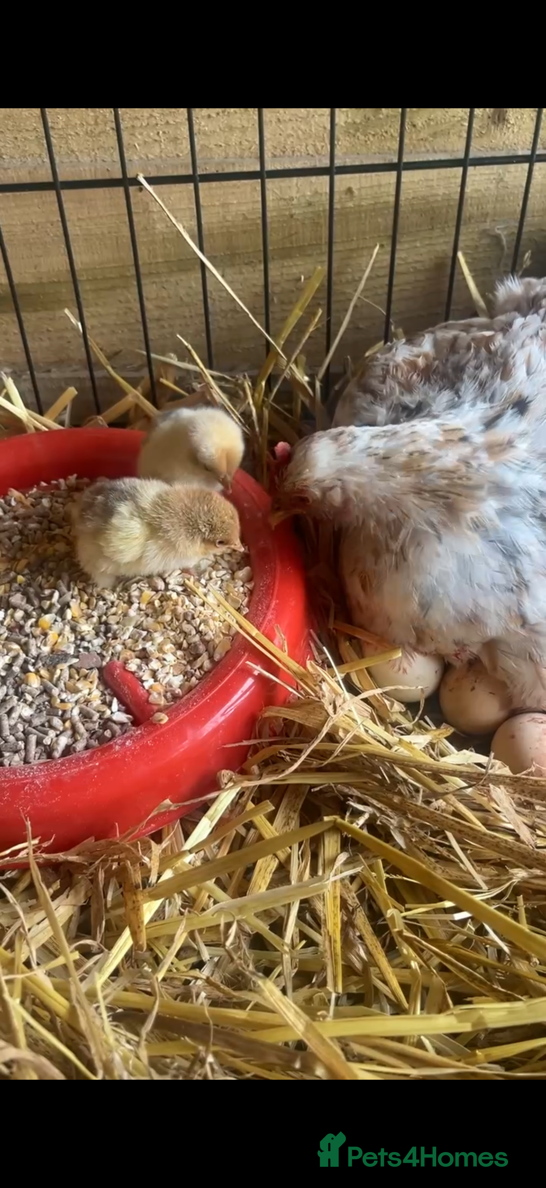 Chickens poultry for sale: Pekin bantam growers  - Image 2