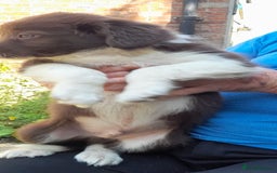 Sprollie dogs for sale: Border Collie x Springer Spaniel pups - Image 18
