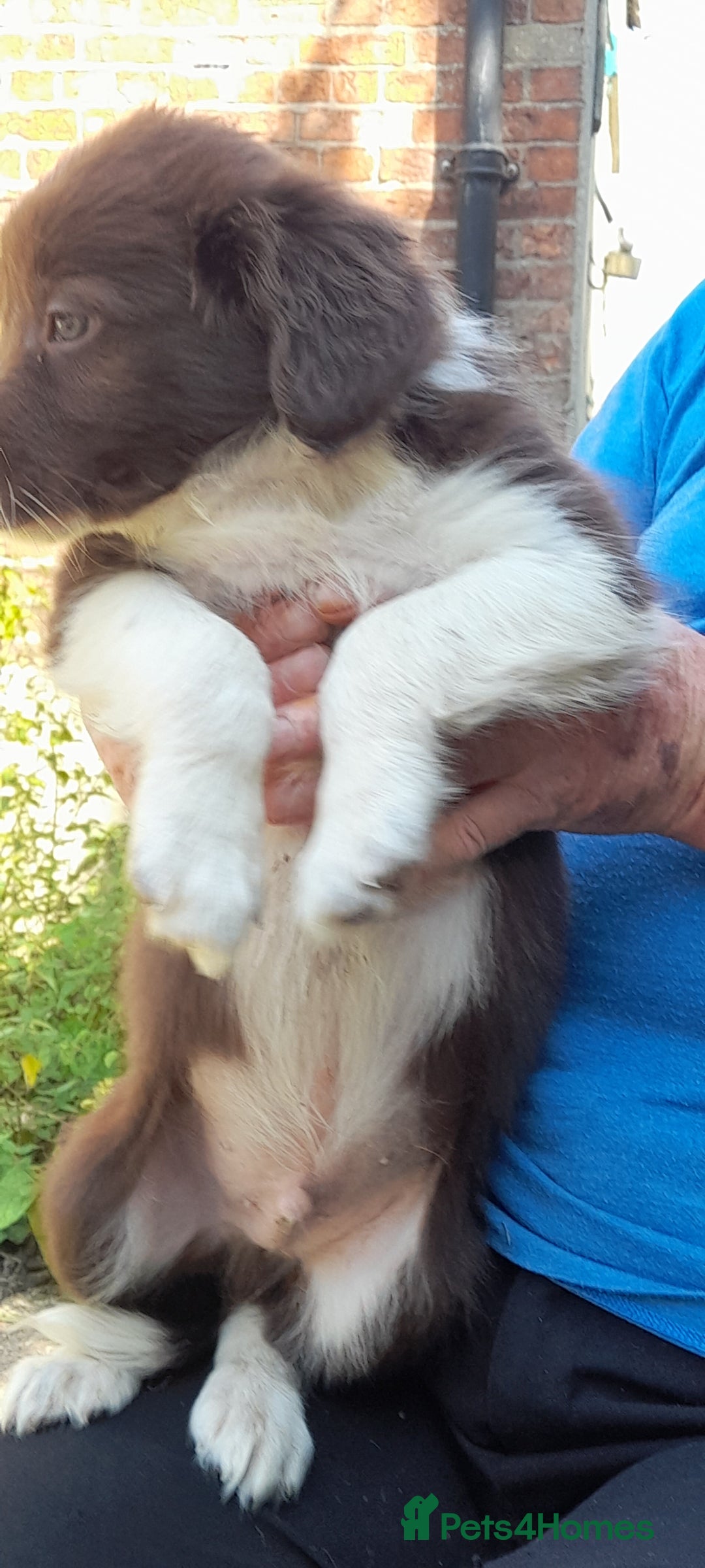 Sprollie dogs for sale: Border Collie x Springer Spaniel pups - Image 18