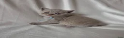 British Shorthair cats for sale: 9 Beautiful British Shorthairs - Advert 3