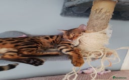 Bengal cats for sale: Silver bengals - Image 17