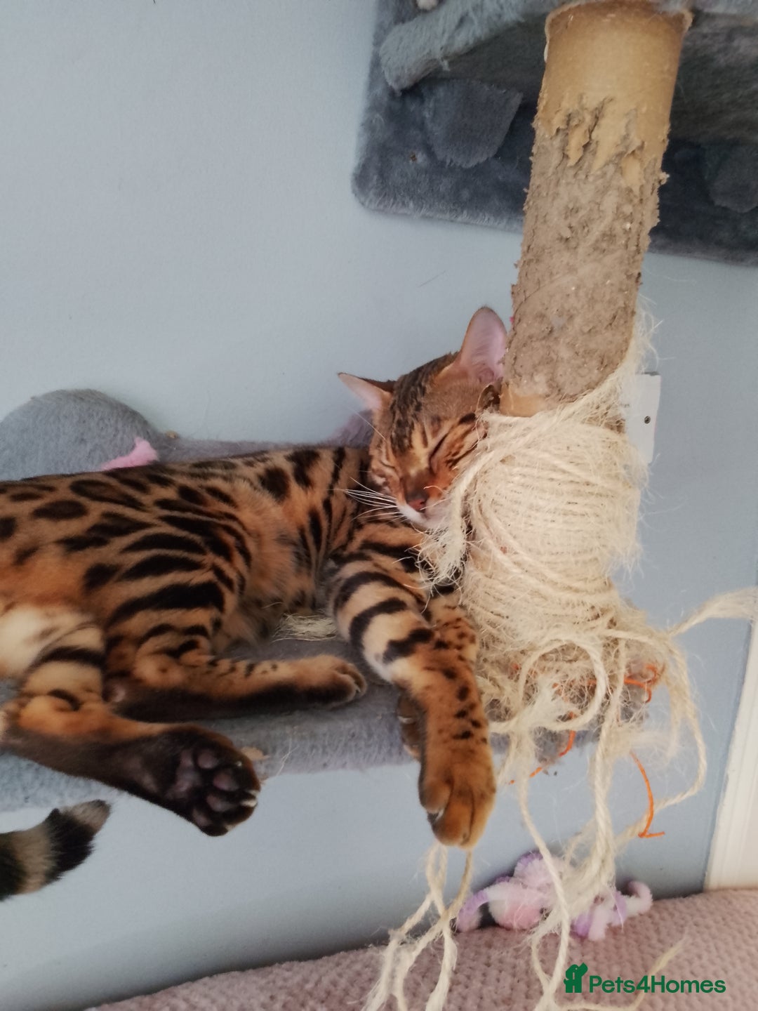 Bengal cats for sale: Silver bengals - Image 17