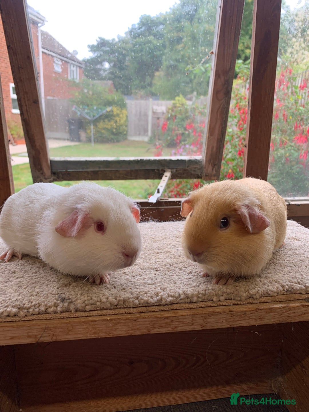 Guinea Pig rodents for sale: Sweet Pair of Baby Guinea Pig Sows - £70 the pair - Image 3