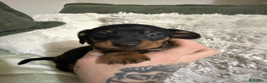 Miniature Dachshund Puppy 4