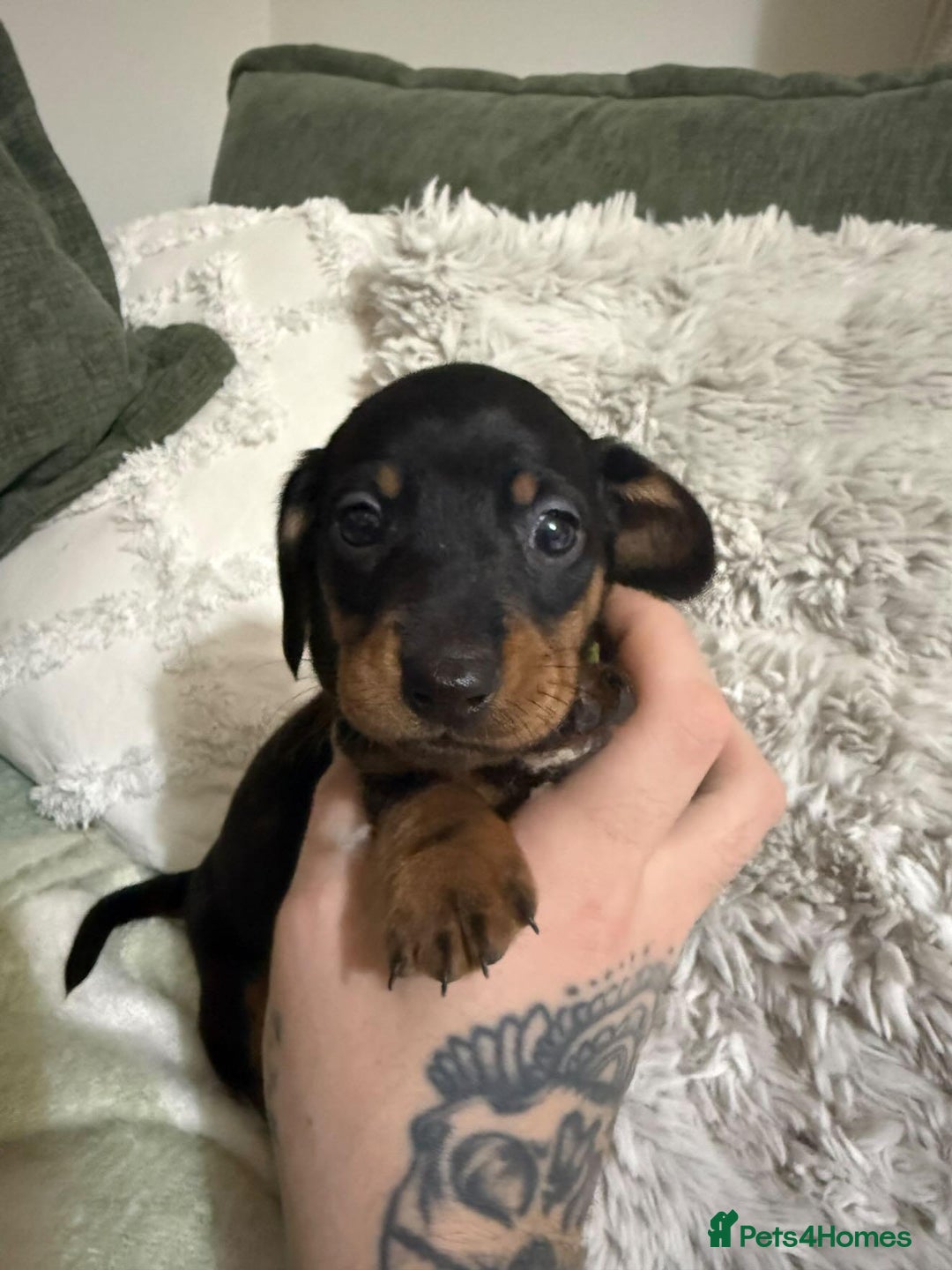 Miniature Dachshund dogs for sale: Black and tan miniature dachshund puppies   - Advert 6
