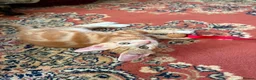 Mixed Breed cats for sale: 4 Beautiful Kittens in Erith - Advert 17