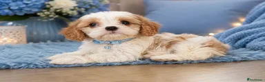 Cavapoochon 1