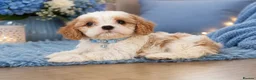 Cavapoochon dogs for sale: Ready to leave now extensively health tested 💙 - Advert 4