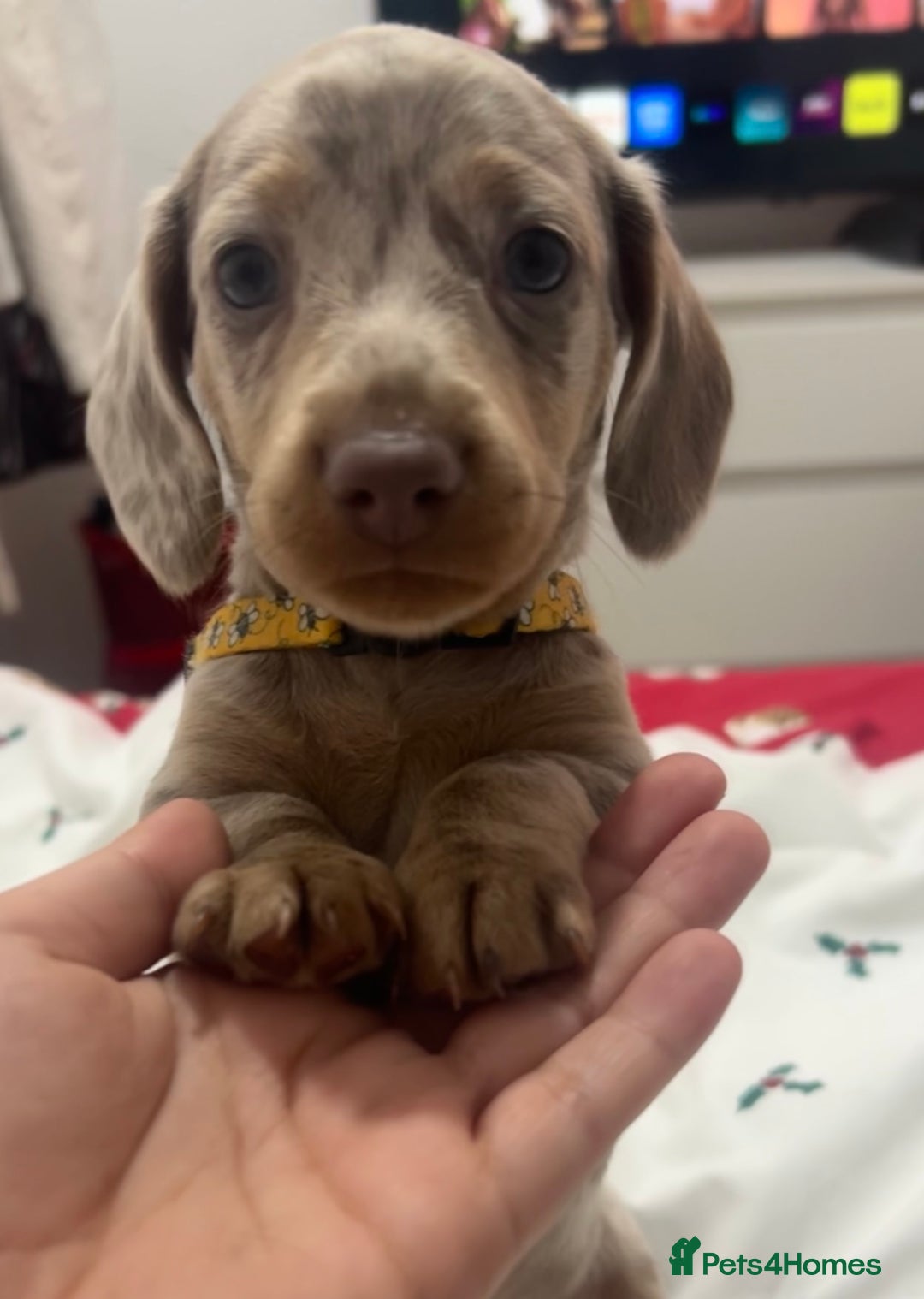 Dachshund dogs for sale: 🐾 Purebred Dachshund Puppies for Sale! 🐾 - Advert 9