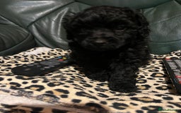 Toy Poodle dogs for sale: Last boy still available  - Advert 1