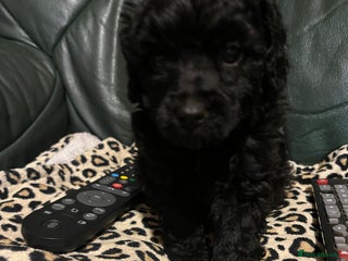 Toy Poodle dogs Last boy still available - Advert 15