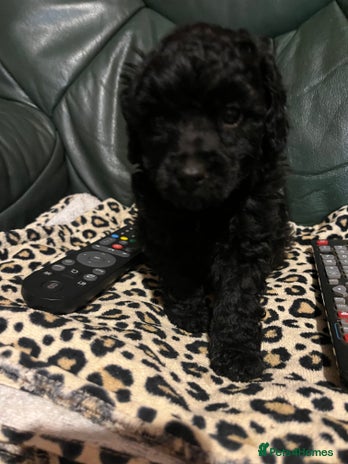 Toy Poodle dogs Last boy still available - Advert 3