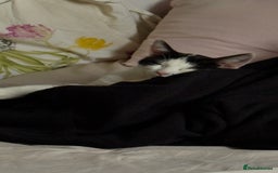American Shorthair cats for sale: 4 month old kittens  - Image 6
