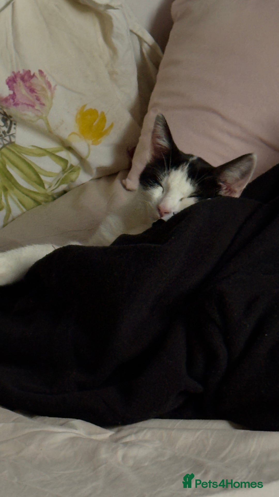 American Shorthair cats for sale: 4 month old kittens  - Image 6