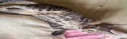 Mixed Breed cats for sale: Beautiful tabby kittens - Advert 7