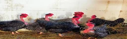 Chickens poultry for sale: Transylvanian Naked Neck Hatching eggs - Advert 1