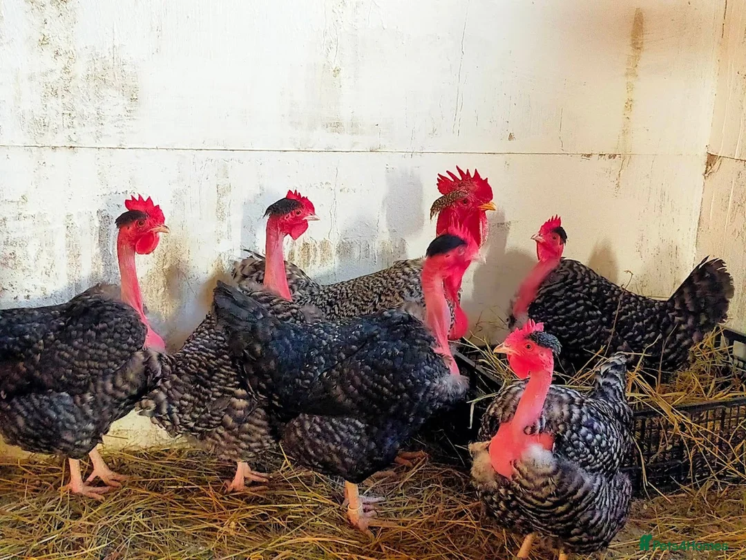 Chickens poultry for sale: Transylvanian Naked Neck Hatching eggs - Advert 1