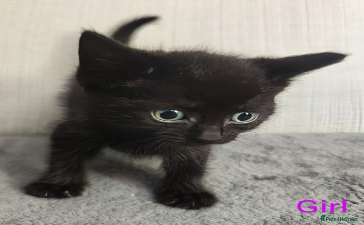 Mixed Breed cats - Advert 14