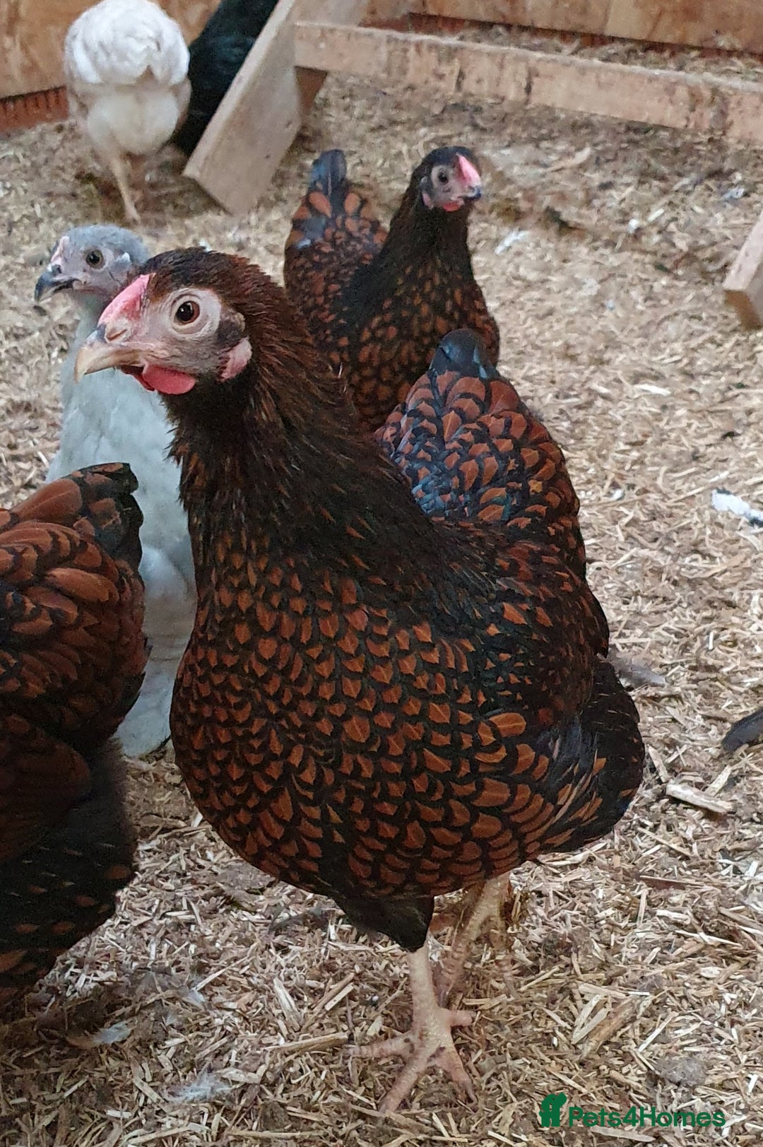 Chickens poultry for sale: Pekin Bantam, Laced Wyandotte Bantam & Polish Hens - Advert 1