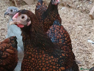 Chickens poultry Pekin Bantam, Laced Wyandotte Bantam & Polish Hens - Advert 1