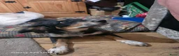 Mixed Breed dogs for sale: Borderpoo puppies - Advert 3