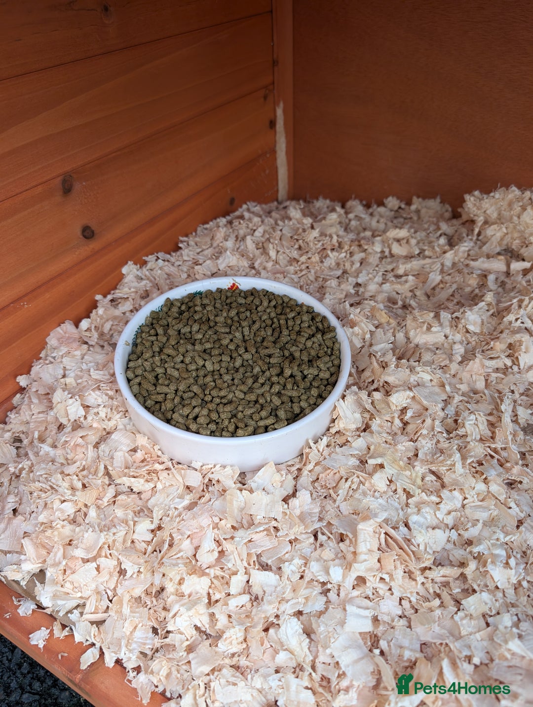 Mini Lop rabbits for sale: Rabbits for sale with everything  - Advert 6