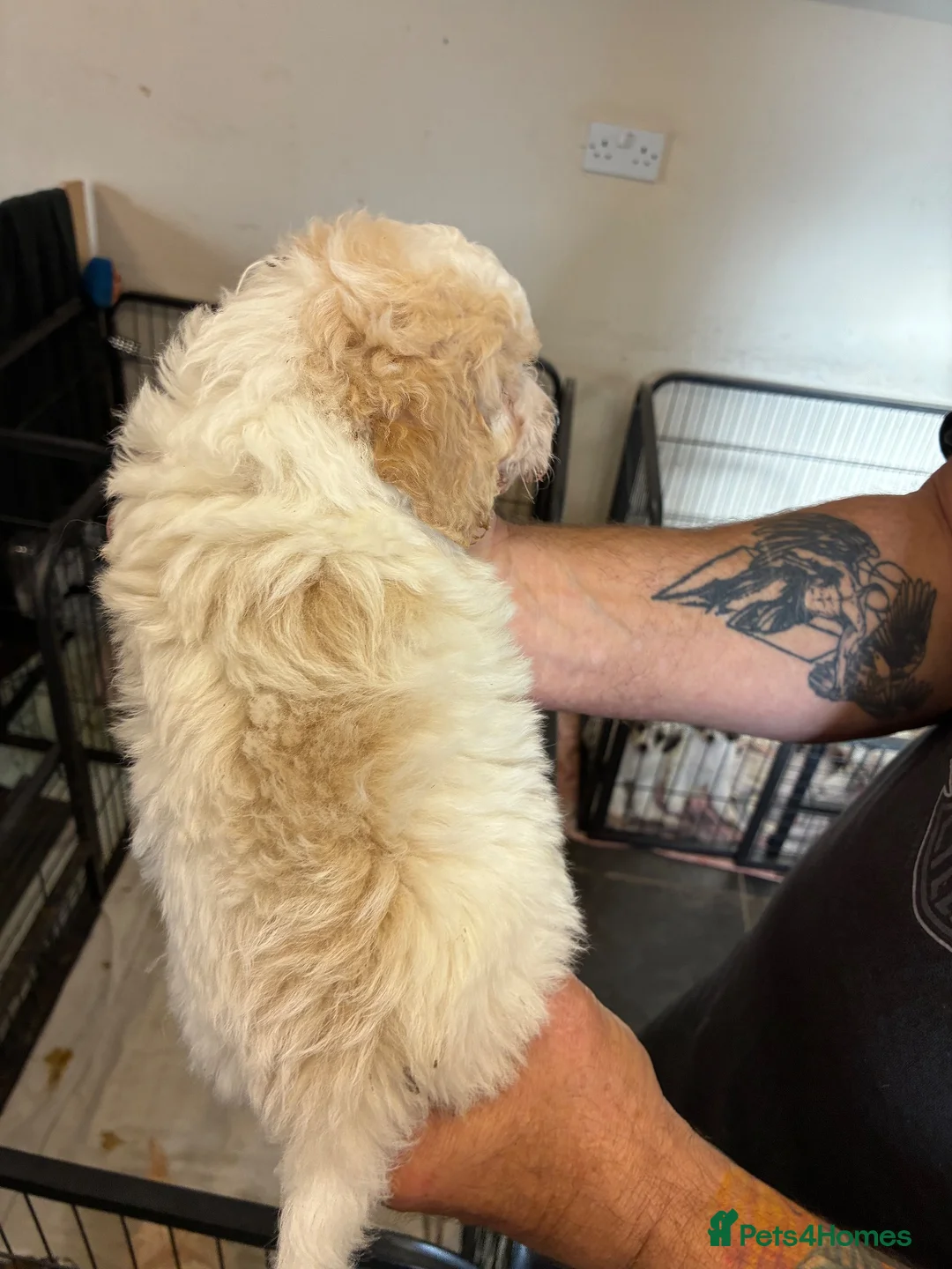 Toy Poodle dogs for sale: Stunning Toy Poodle Puppies in Chesterfield - Advert 11