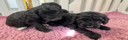 Cockapoo dogs for sale: F1b cockerpoos available to reserve  - Advert 9