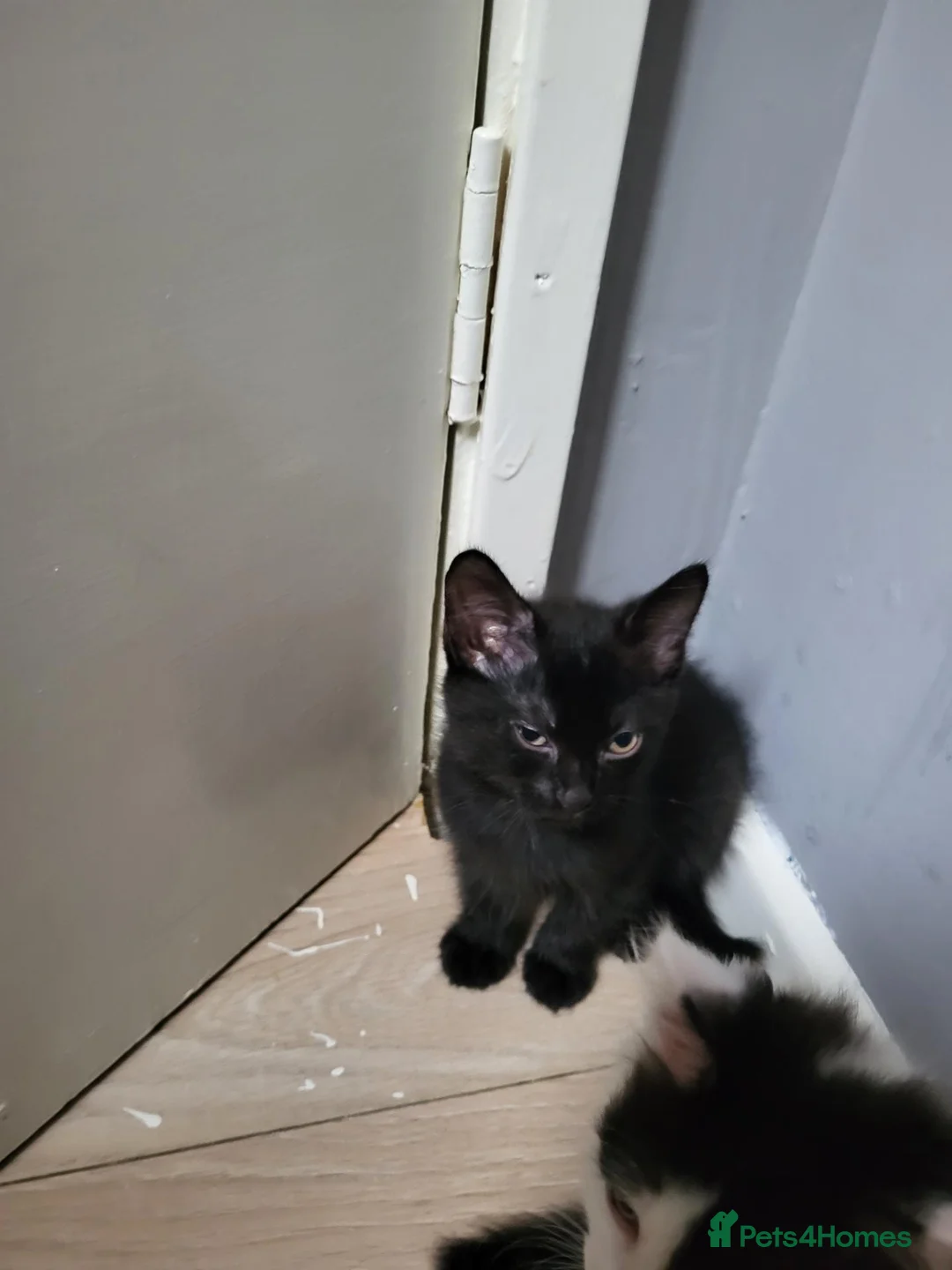 Mixed Breed cats for sale: Kittens for sale  - Advert 9
