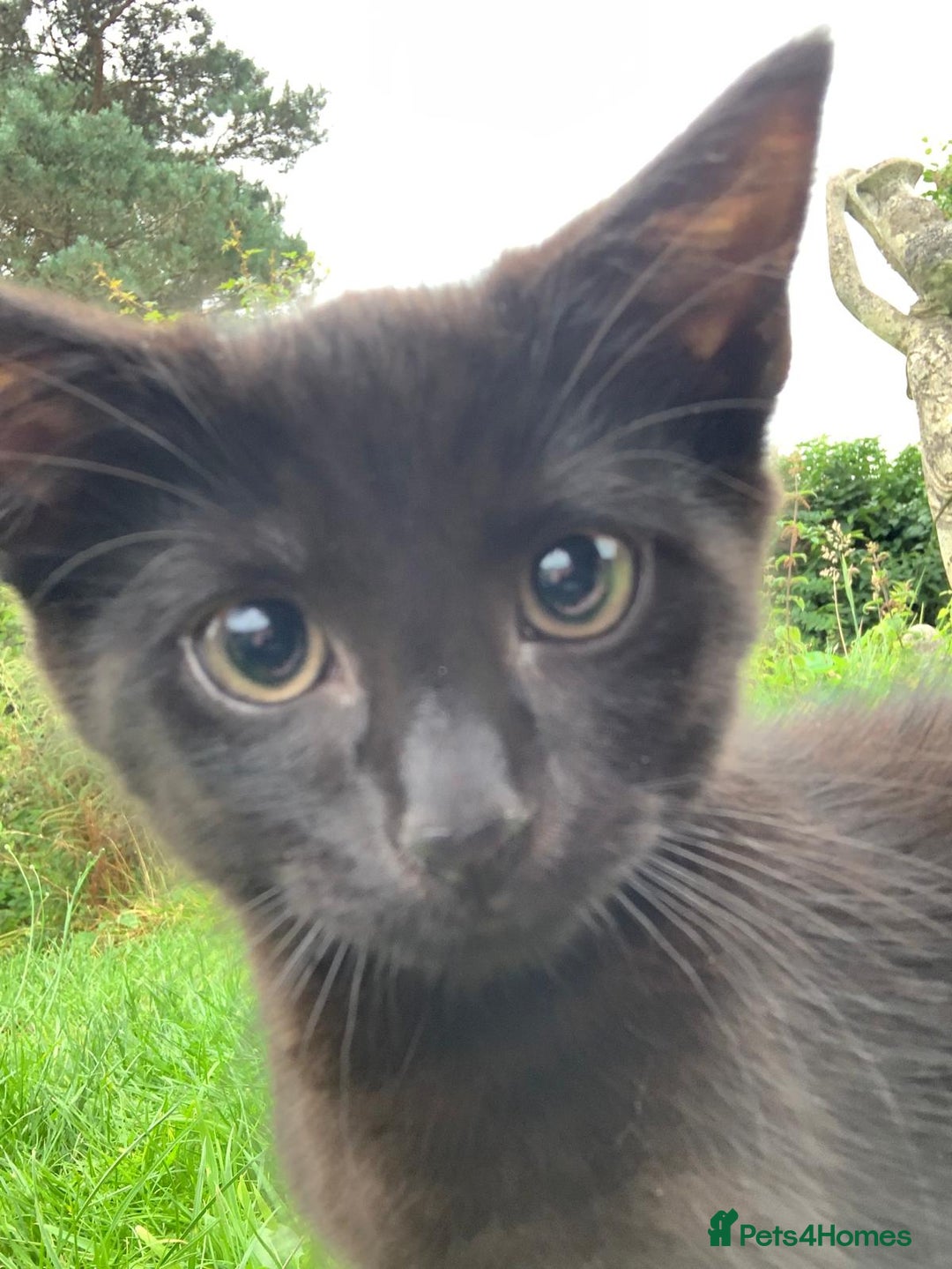 Mixed Breed cats for sale: Beautiful kittens ready now - Image 2