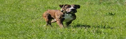 Mixed Breed dogs for stud: Cane corso x alpha blue blood american bulldog - Advert 4