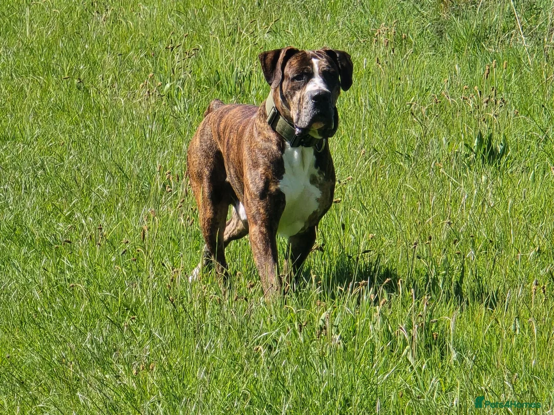 Mixed Breed dogs for stud: Cane corso x alpha blue blood american bulldog - Advert 3