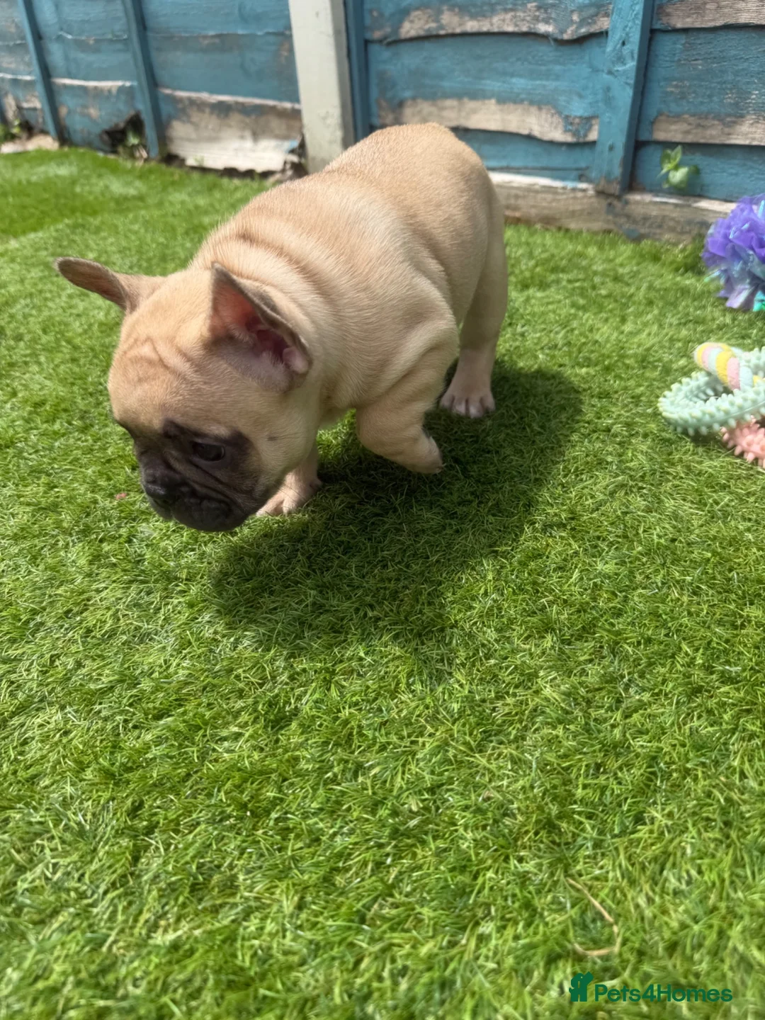 French Bulldog dogs for sale: 5 frenchbull dog puppes - Advert 17