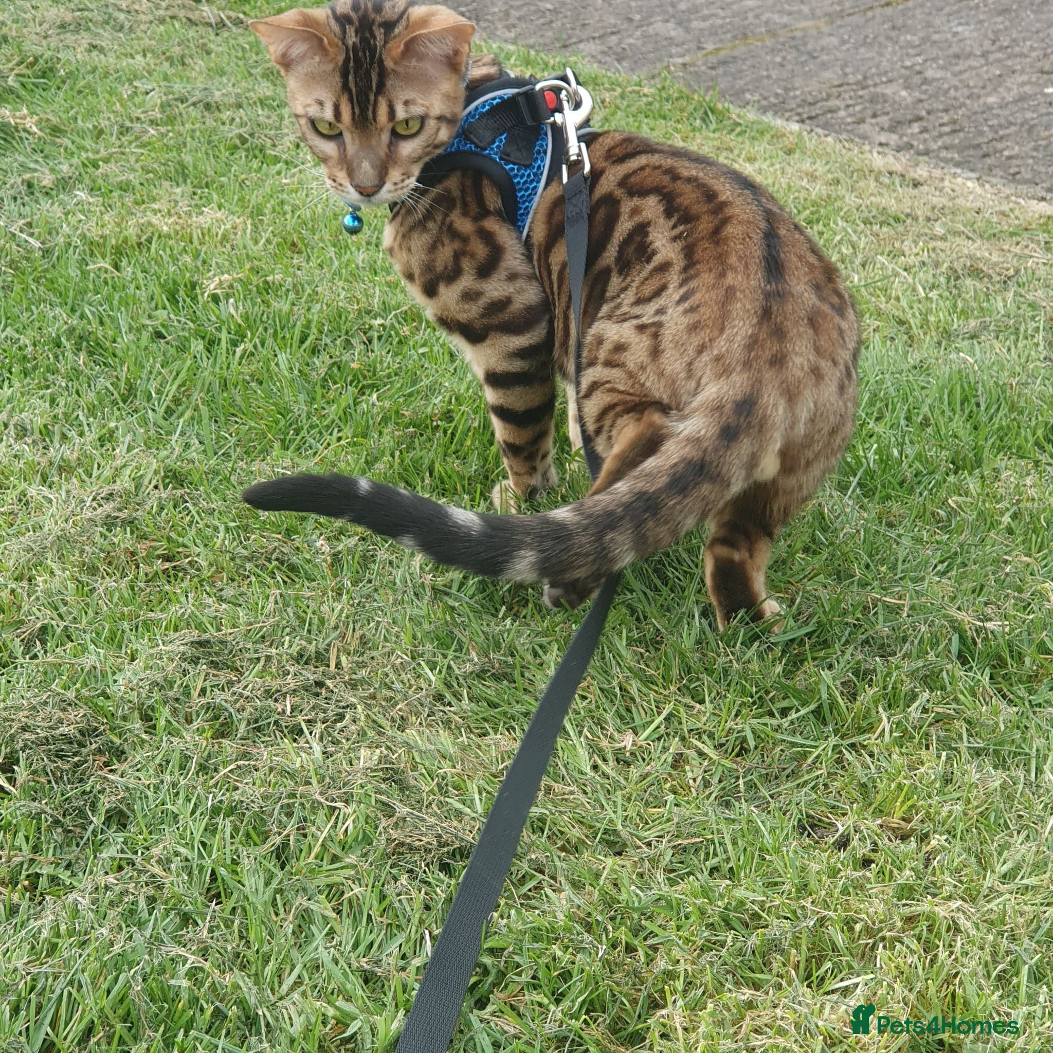 Bengal cats Bengal Cat - Advert 8