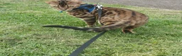 Bengal cats for sale: Bengal Cat - Advert 1