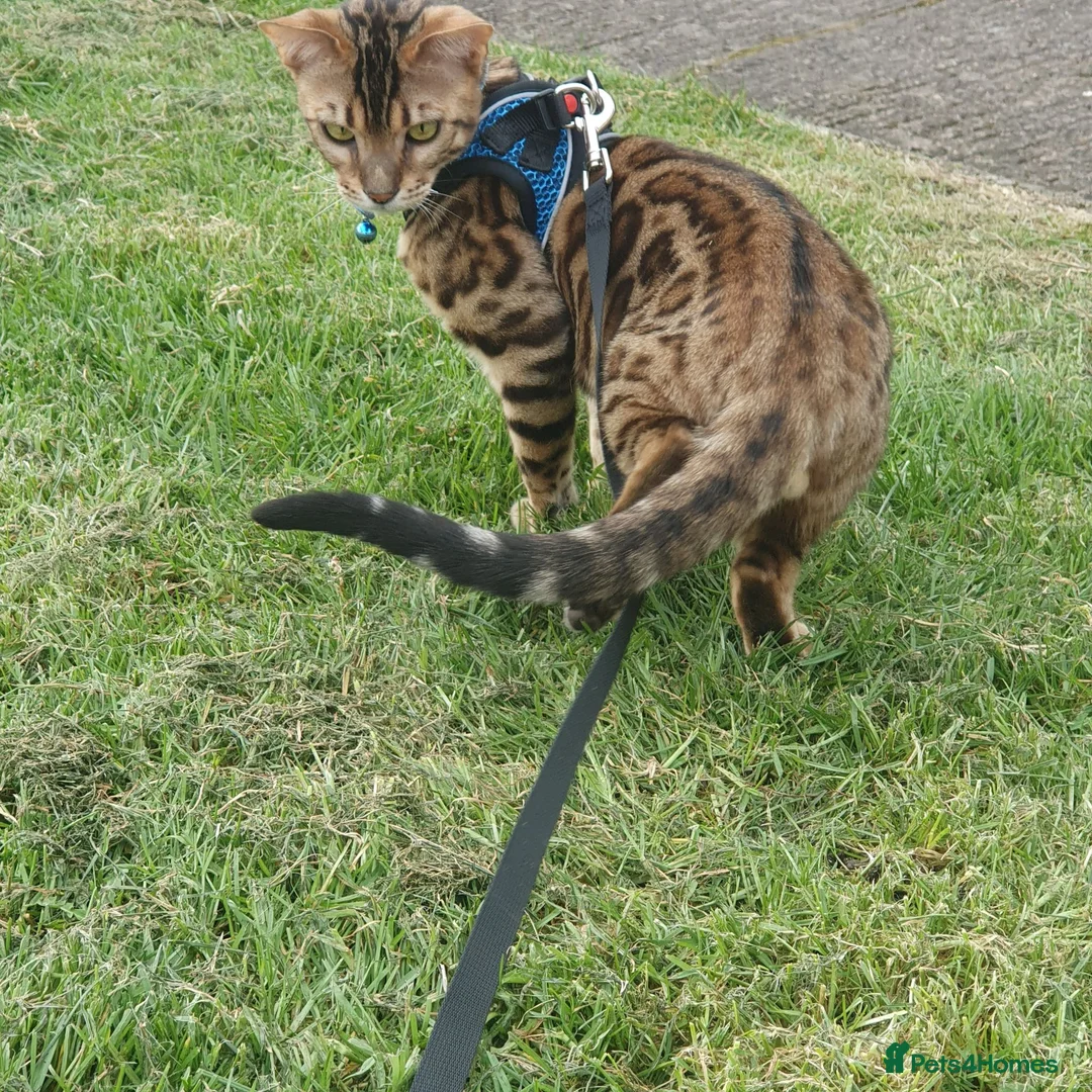 Bengal cats for sale: Bengal Cat - Advert 1