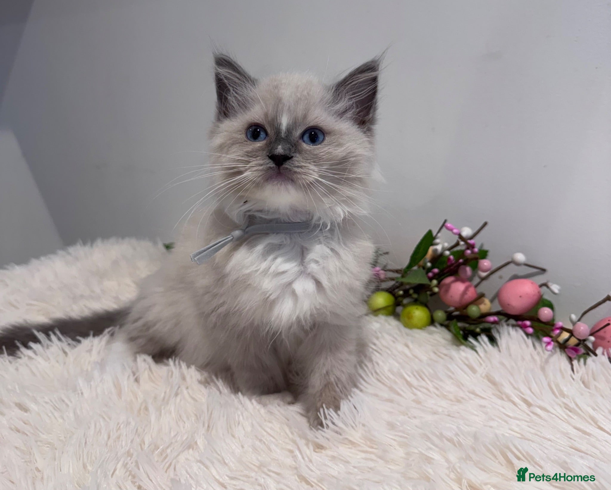Ragdoll cats Beautiful TICA registered Ragdoll kittens  - Advert 1