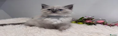 Ragdoll 1