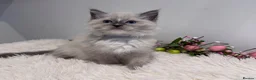 Ragdoll cats for sale: Beautiful TICA registered Ragdoll kittens  - Advert 1
