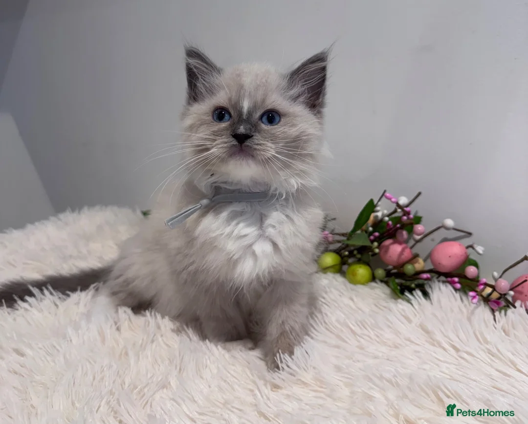 Ragdoll cats for sale: Beautiful TICA registered Ragdoll kittens  - Advert 1