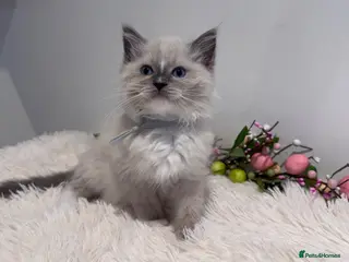 Ragdoll cats for sale: Beautiful TICA registered Ragdoll kittens - Advert 1