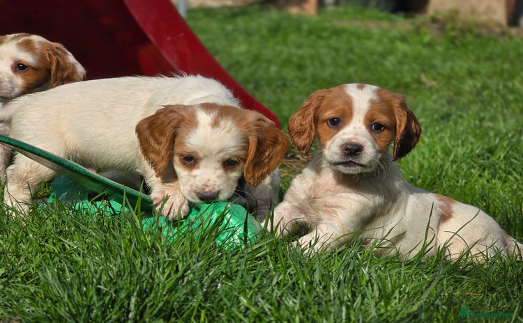 Sprocker dogs - Advert 7